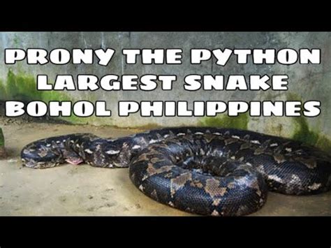 Biggest Bohol Python Snake named Prony .